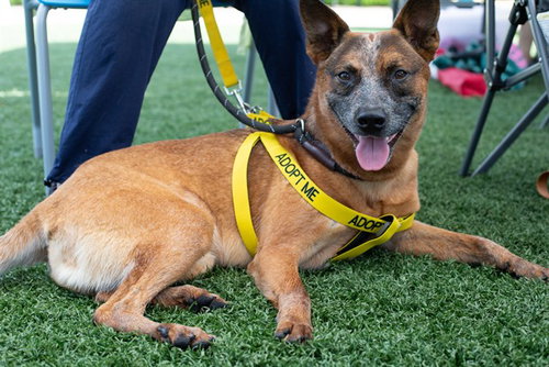 ROOSTER, an adoptable Australian Cattle Dog in St Peters, MO