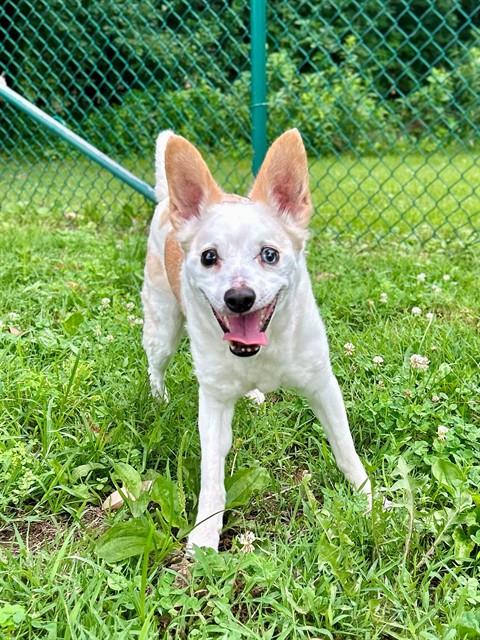 KANE, an adoptable Chihuahua in St Peters, MO