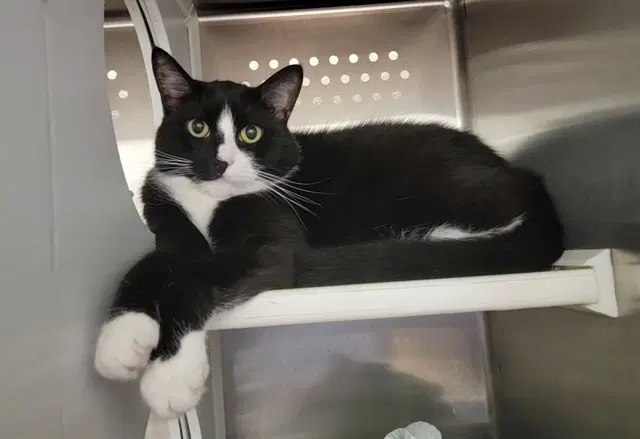 Clyde - Domestic Short Hair