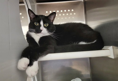 CLYDE, Senior Domestic Short Hair (medium coat), cat for adoption in Chesterfield, Missouri