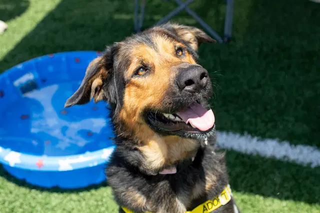 Karl - German Shepherd Dog