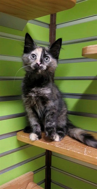 CARAMELLA, Baby Domestic Medium Hair (medium coat), cat for adoption in Chesterfield, Missouri