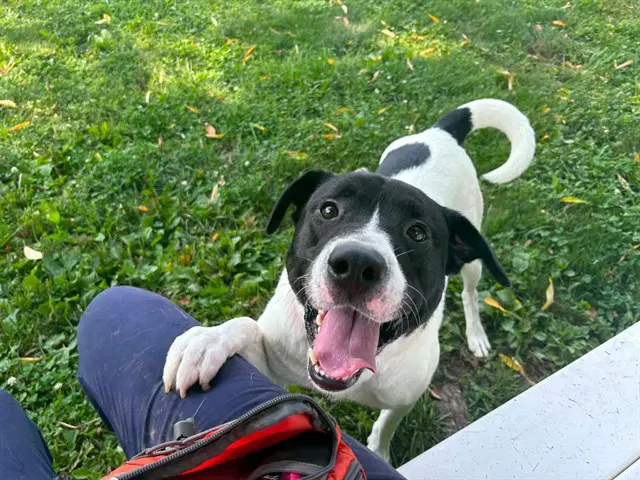 Manchi - Pit Bull Terrier