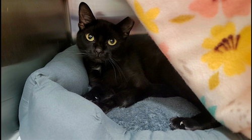 MAGIK, Young Domestic Short Hair (medium coat), cat for adoption in Chesterfield, Missouri