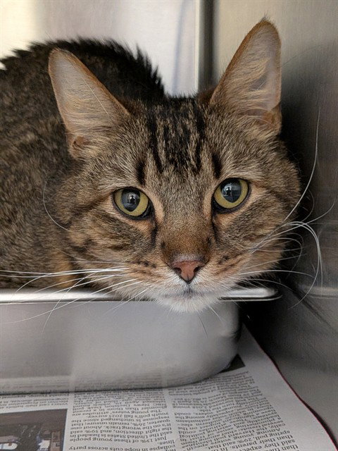 BALOO, Adult Domestic Short Hair (medium coat), cat for adoption in Chesterfield, Missouri