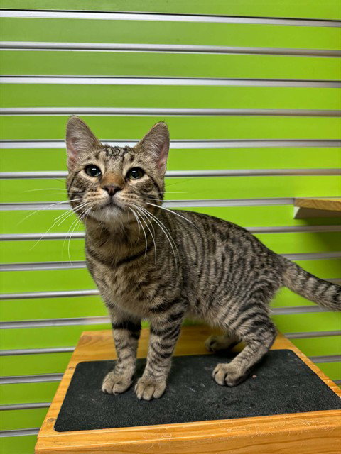 MOWGLI