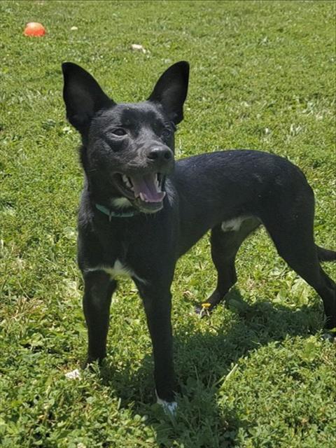 TOLKIEN, an adoptable German Shepherd Dog in St Peters, MO