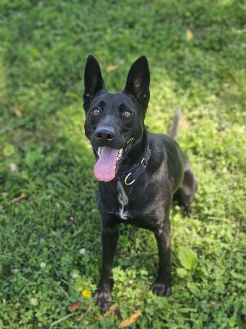 MISTY, an adoptable German Shepherd Dog in St Peters, MO
