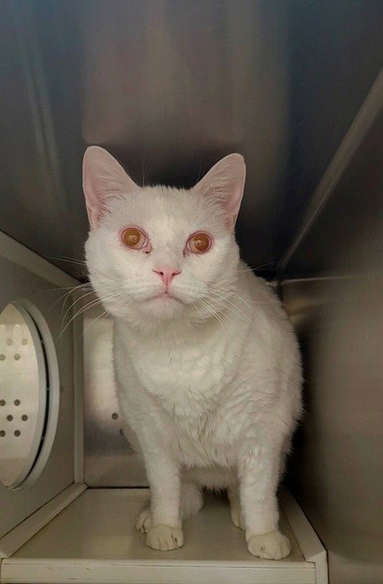 BILL, Adult Domestic Short Hair (medium coat), cat for adoption in Chesterfield, Missouri