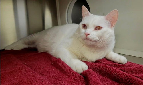 BILL, Adult Domestic Short Hair (medium coat), cat for adoption in O'Fallon, Missouri