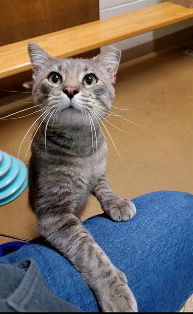 KINGSLEY, Young Domestic Short Hair (medium coat), cat for adoption in Chesterfield, Missouri