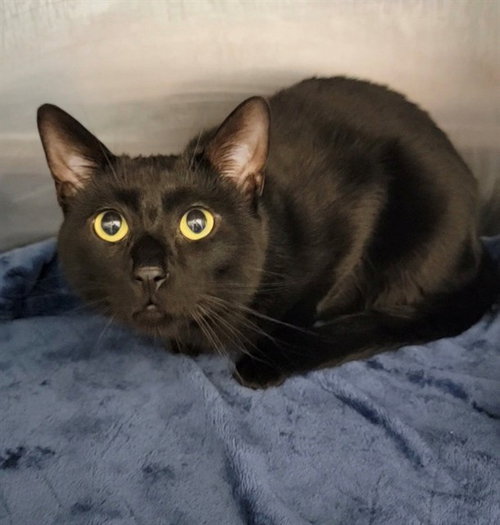 RUSTY, Adult Domestic Short Hair (medium coat), cat for adoption in O'Fallon, Missouri