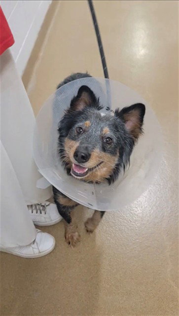 ROCKET, an adoptable Australian Cattle Dog in St Peters, MO
