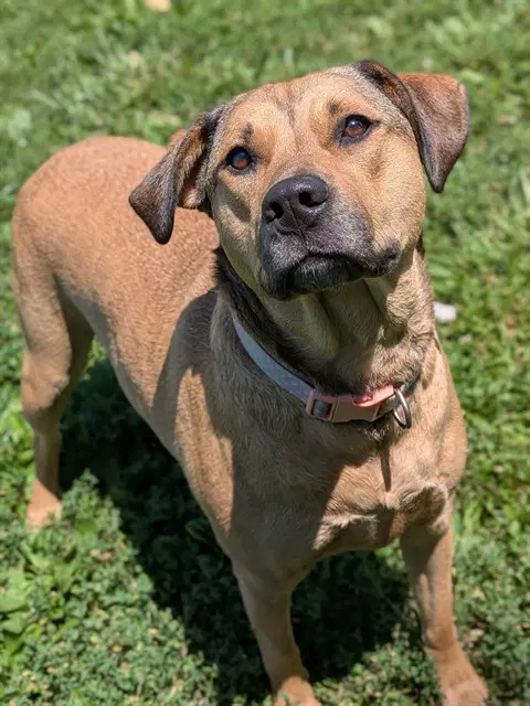 Princess - Labrador Retriever