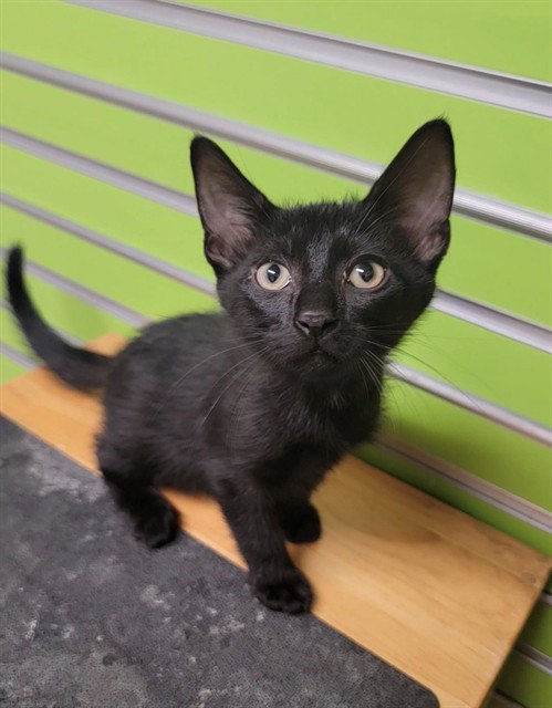 TUX