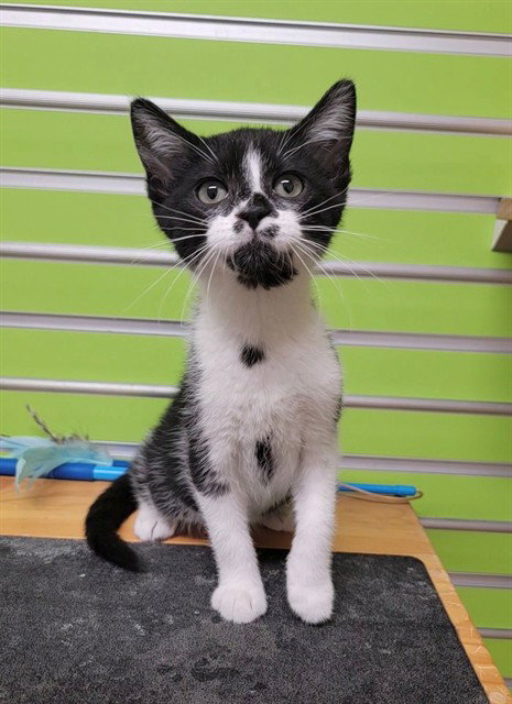 BOWIE, Baby Domestic Short Hair (medium coat), cat for adoption in O'Fallon, Missouri