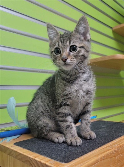 HENDRIX, Baby Domestic Short Hair (medium coat), cat for adoption in O'Fallon, Missouri