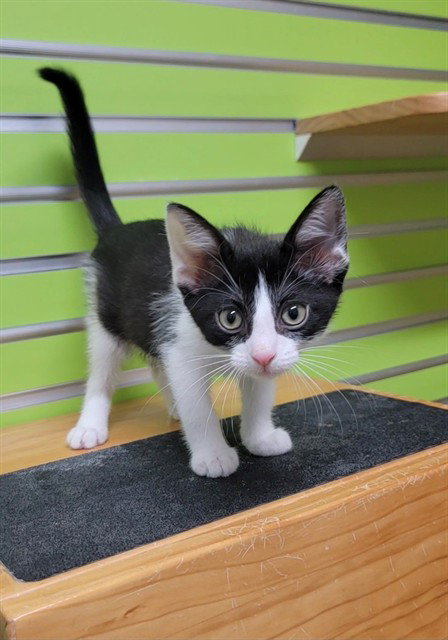 CRUELLA, Baby Domestic Short Hair (medium coat), cat for adoption in O'Fallon, Missouri