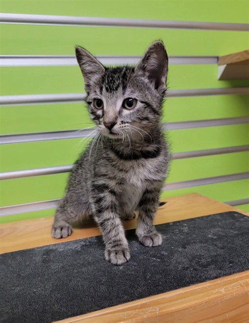 ANITA, Baby Domestic Short Hair (medium coat), cat for adoption in O'Fallon, Missouri