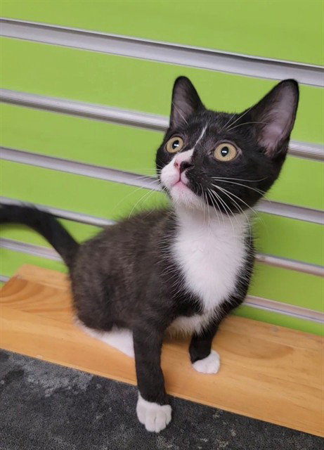 MAVERICK, Baby Domestic Short Hair (medium coat), cat for adoption in O'Fallon, Missouri