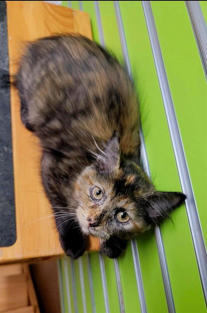 FLO, Baby Domestic Medium Hair (medium coat), cat for adoption in O'Fallon, Missouri