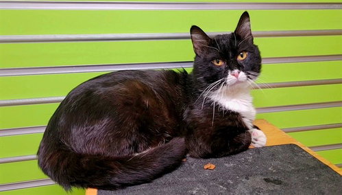 BIG Z, Adult Domestic Short Hair (medium coat), cat for adoption in O'Fallon, Missouri
