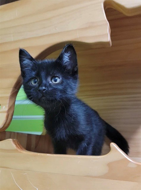 MIDNIGHT, Baby Domestic Short Hair (medium coat), cat for adoption in O'Fallon, Missouri