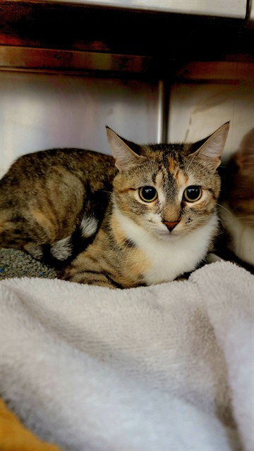 TILLIE, Young Domestic Short Hair (medium coat), cat for adoption in O'Fallon, Missouri