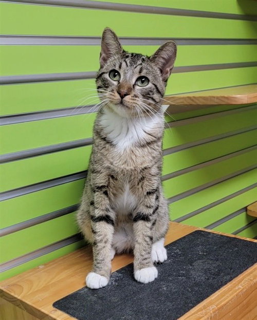 REGGIE, Young Domestic Short Hair (medium coat), cat for adoption in O'Fallon, Missouri