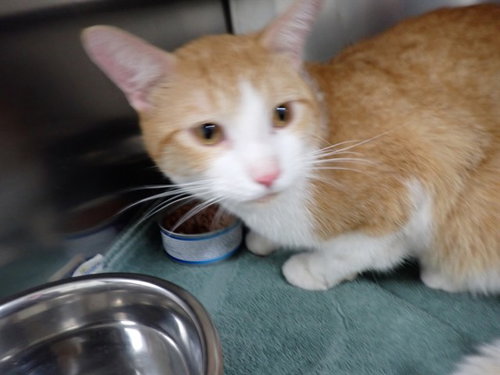 WALLACE, Young Domestic Short Hair (medium coat), cat for adoption in O'Fallon, Missouri
