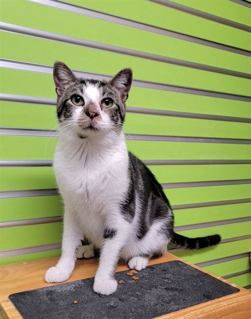 EVAN, Adult Domestic Short Hair (medium coat), cat for adoption in O'Fallon, Missouri