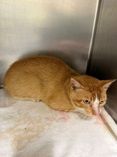 A533730, Adult Domestic Short Hair (medium coat), cat for adoption in O'Fallon, Missouri
