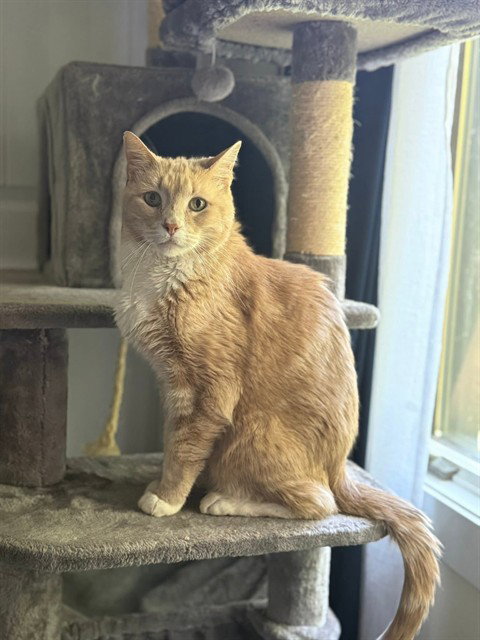 CHESTER LEE, Senior Domestic Short Hair (medium coat), cat for adoption in O'Fallon, Missouri