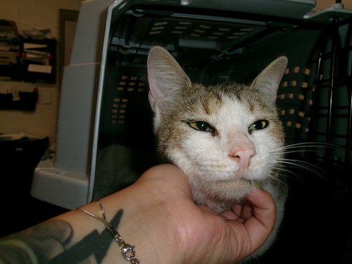 A532984, Adult Domestic Short Hair (medium coat), cat for adoption in O'Fallon, Missouri