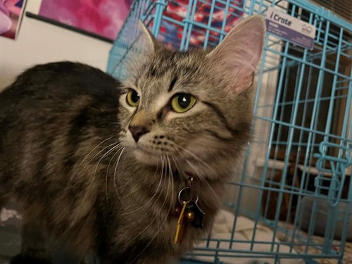 ARTYRU, an adoptable Domestic Medium Hair in St Peters, MO