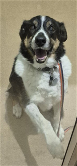 GYPSIE, an adoptable Collie in St Peters, MO