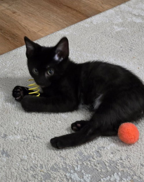 FOREST, an adoptable Domestic Short Hair in St Peters, MO