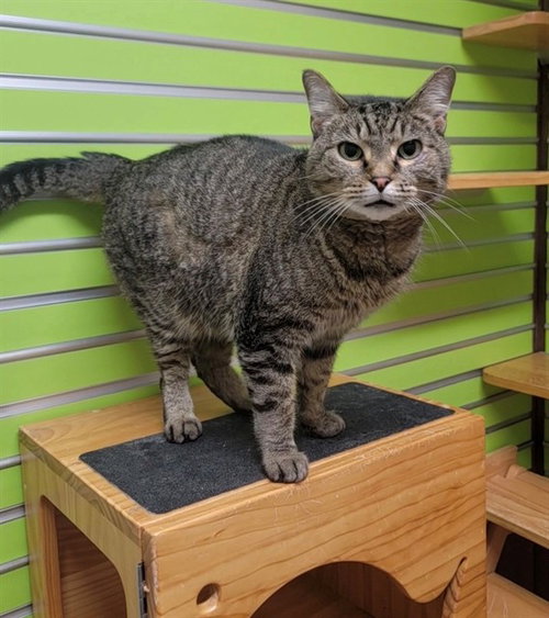 BROOKIE, an adoptable Domestic Short Hair in St Peters, MO