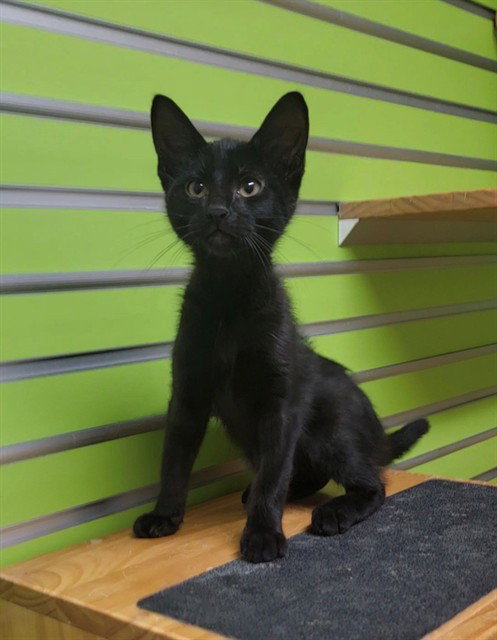 MARCO, an adoptable Domestic Short Hair in St Peters, MO