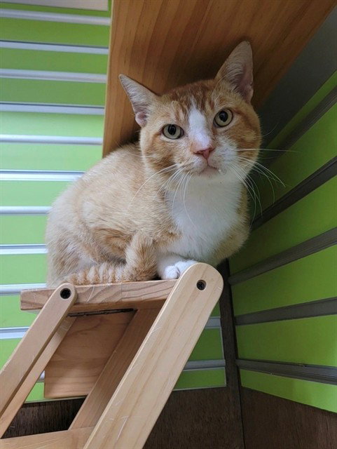 GROMIT, an adoptable Domestic Short Hair in St Peters, MO