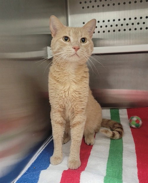 VICTOR, an adoptable Domestic Short Hair in St Peters, MO