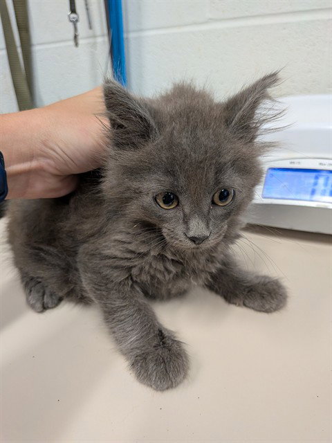 THOR, an adoptable Domestic Long Hair in St Peters, MO