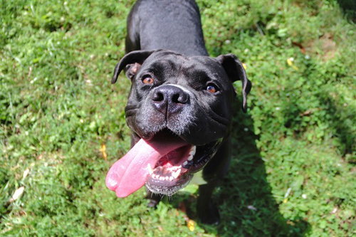 HARLEY, an adoptable American Bulldog in St Peters, MO