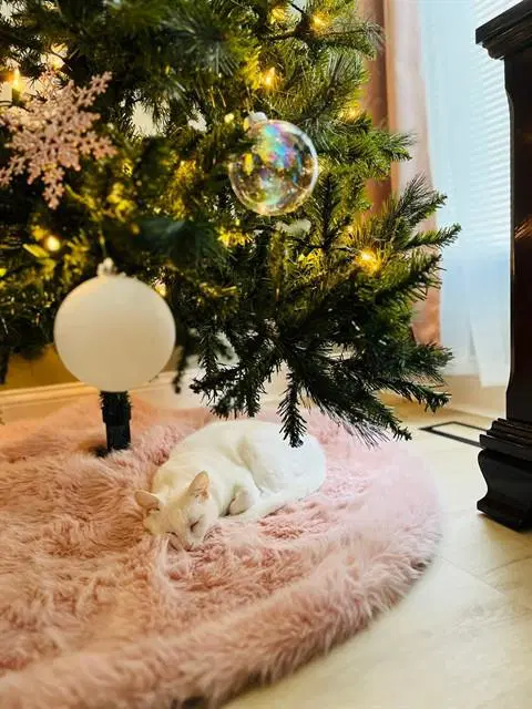 Elsa - Domestic Short Hair