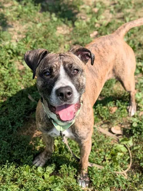Isabel - Pit Bull Terrier