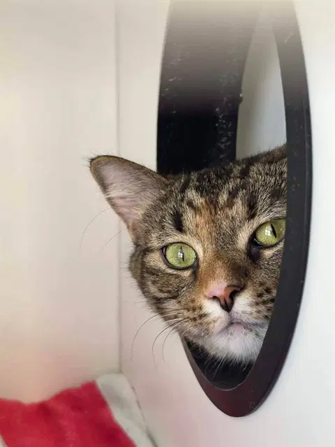 Kirstin - Domestic Short Hair