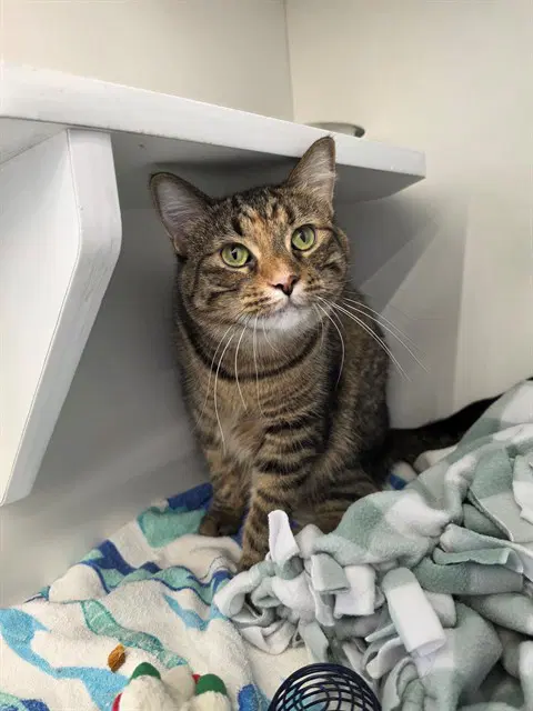 Kirstin - Domestic Short Hair