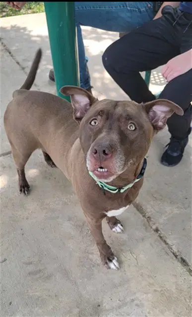 Wilma - Pit Bull Terrier