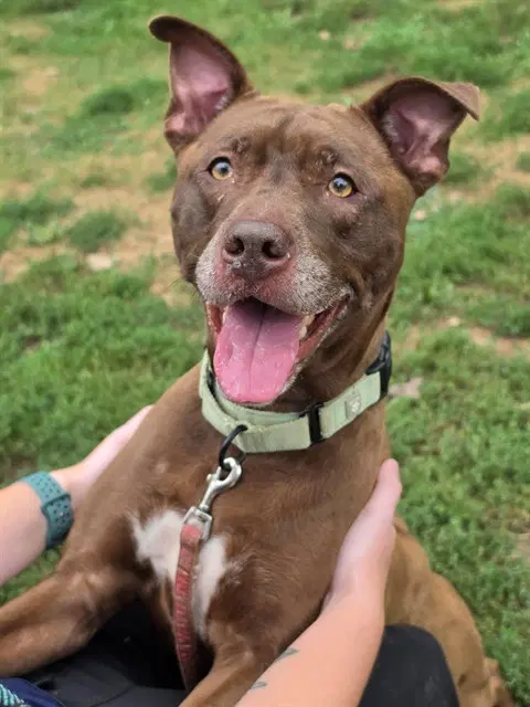 Wilma - Pit Bull Terrier