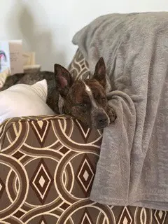 Millie - Australian Cattle Dog/Blue Heeler